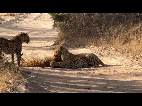 leopard vs leopard fighting over female video