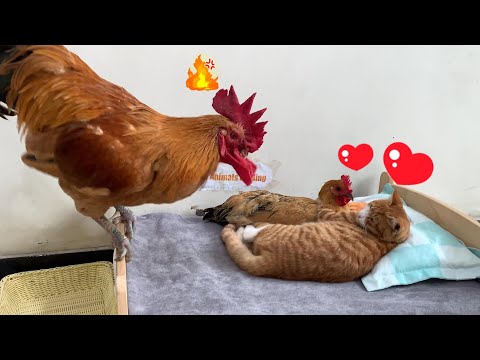 So funny! The rooster caught the hen and the cat having an affair! The rooster was very angry!