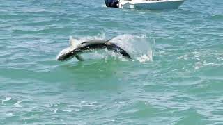 2025 Worlds Richest Tarpon Tournament