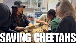 Saving Cheetahs | Returning to Cheetah Conservation Fund