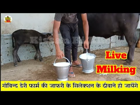 भावनगर की सबसे दमदार तलाजा जंगल की शानदार जाफराबादी भैंस | बाल्टी भर भर के दूध देंगी #kissankikhoj