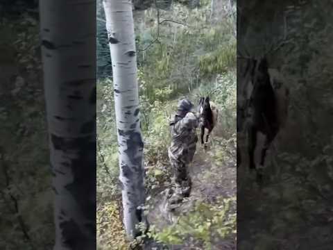 Нападение гигантского оленя на охотника с луком | Extreme Hunting Encounter #охота #bowhunting