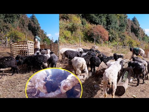 Sanjip feeding salt to sheep II Sanjip is in shelter@AloneAdhirajnepal