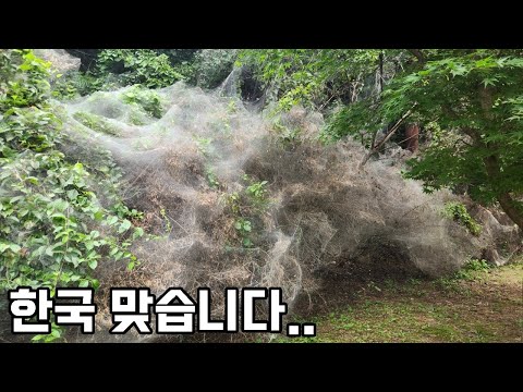 제보 받고간 현장, 초대형 거미 등장!? 이게 도대체 무슨 일인가요??