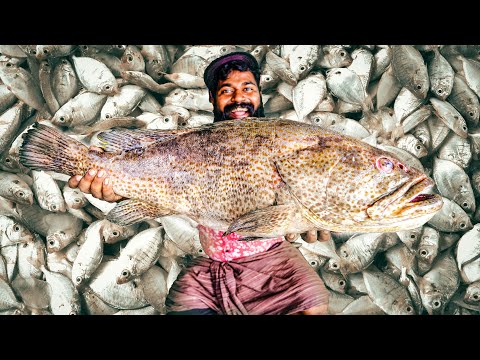 Sayalgudi Dry Fish Factory | ഉണക്കമീൻ ഉണ്ടാകുന്നത് കണ്ടിട്ടുണ്ടോ | M4 Tech |