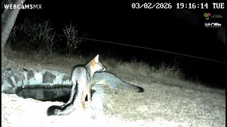 🇲🇽 #MÉXICO | Lobos y hermosos amaneceres ¿Qué pasó hoy? 03/FEB/26