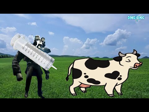 CAMERAMAN ĐI CHĂN BÒ VÀ CÁI KẾT