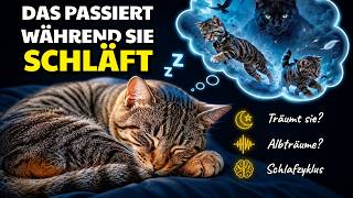 Was deine Katze im SCHLAF wirklich erlebt (Erstaunliche Erkenntnisse)