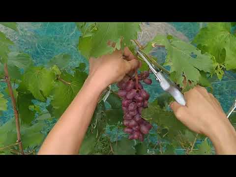 องุ่นไบโคนัวร์ต้องรีบตัดหนีฝนเดี้ยวลูกแตกหมดไม่ได้กิน🍇🍇🍇