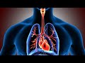 Respiratory System Concepts