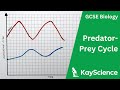 Predator-Prey Relationships and Population Dynamics
