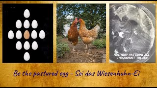 Strahle dein Licht in die Welt - be the pastured egg - Sei das Wiesenhuhn-Ei - Veda Austin - deutsch