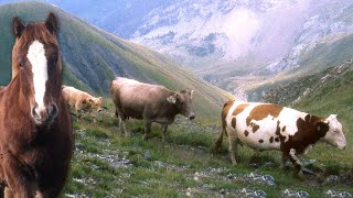 200 VACAS sueltas por el monte y su búsqueda A CABALLO para guiarlas a los pastos de MONTAÑA