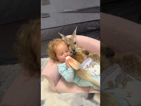 They Saved a Baby Kangaroo 🦘❤️