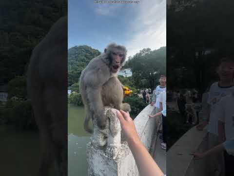 The monkey made friends with the boy