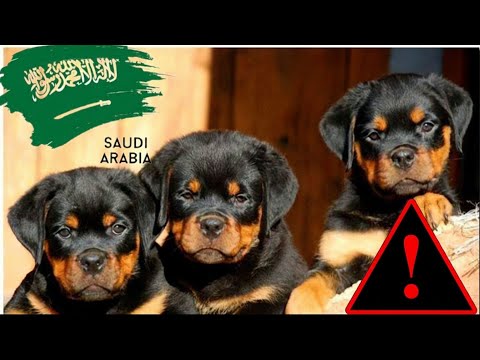 اشرس واخطر كلاب العالم | تصدير لجميع انحاء كلاب العالم | كلاب الروت وايلر