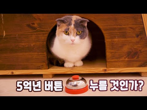 5억년 버티고 고양이 키우기 vs 그냥 살기 | 고양이산책