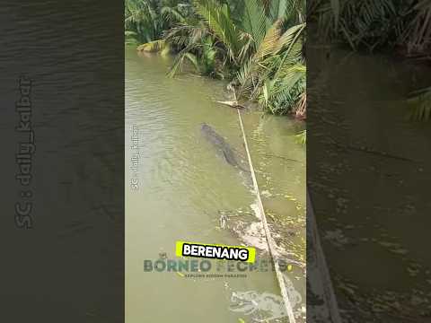 Buaya Raksasa Berenang Dekat Kapal #shorts #predator #buaya