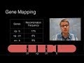 Exploring Genetic Recombination and Gene Mapping
