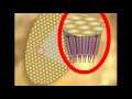 Insect Ommatidia Functions and Structures
