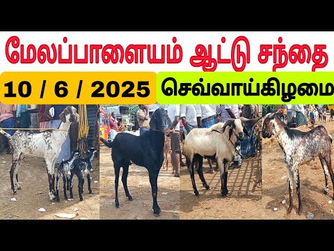 10 / 6 / 2025 / மேலப்பாளையம் ஆட்டு சந்தை #ஆடு #ஆடுவளர்ப்பு #ஆட்டுசந்தை #goat #sheep #goatmarket2025
