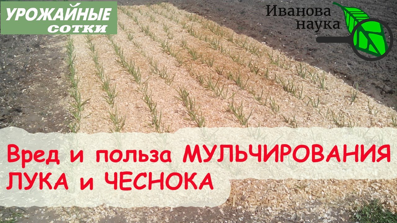 3 досадные ошибки при мульчировании чеснока и лука причина низких урожаев!