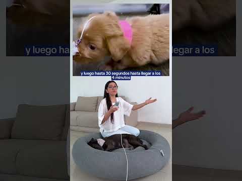 La increíble lucha de Sally: La cachorrita burbuja que no se rindió