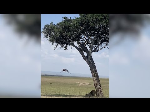 Lion's Lucky Feast: Gazelle Falls Right Into His Lap!