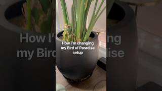 Two ways I’m changing my Bird of Paradise setup