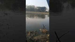 Ikan segini- gini makan, jamin bahagia #fishing #mancingliar