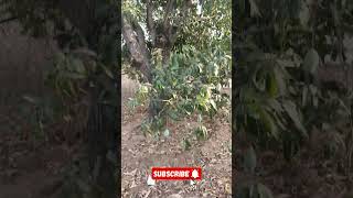 Mango farm visiting#shorts#trending#manga