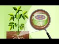Root Structure and Function Concepts