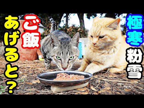 極寒 捨て猫にご飯をあげると？ さくらねこと野良猫への給餌