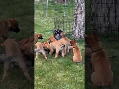 We create an where adult dogs can always retreat from puppies so they don’t have to correct them.
