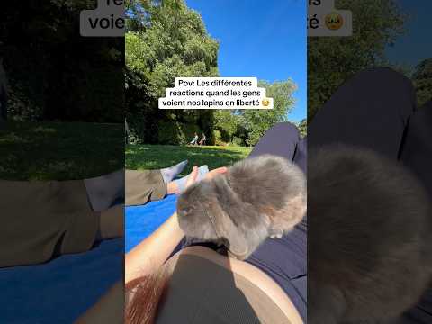 Les réactions des gens quand ils voient des lapins en liberté 🐰🥹#lapin #reaction #libre #rabbit