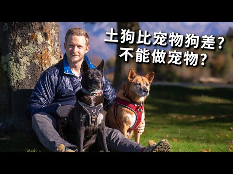 土狗不能当宠物？土狗才是不坑人、适合新手家养的狗，看我的土狗如何完胜宠物犬 Chinese Dog is the Perfect Pet Dog for Family Vlog