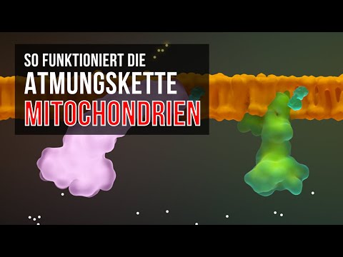 Elektronen-Transport-Kette / Atmungskette in Mitochondrien (ATP-Produktion)