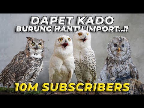 DAPET KADO 10M SUBSCRIBERS GAESS..! 3 BURUNG HANTU JUMBO..!