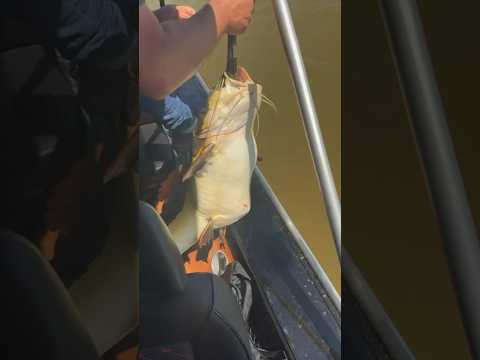 You won’t believe what this catfish ate 😳🤯 #fishing #catfish #nature