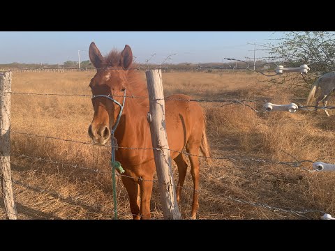 Cavalinho lindo