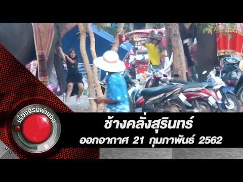 ช้างคลั่งสุรินทร์ l ออกอากาศ 21 กุมภาพันธ์ 2562