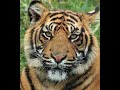 Analyzing Video Content Structure