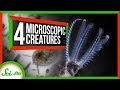 Microorganisms and Their Functions