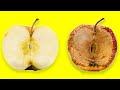 Cara Menyimpan Buah Apel Agar Tahan Lama