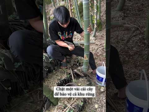 Chặt một vài cái cây để bảo vệ cả khu rừng