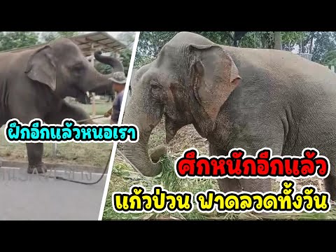 แก้วอินดี้จัดหนัก! ฟาดลวดสะบัดเสา เพราะอารมณ์...หรือเพราะอะไร/ พลายคำน้อยกับกิจกรรมฝึกอีกแล้วหนอเรา!