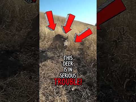 Deer is in MAJOR Trouble! 😱🦌 (@flair)#animals #deer