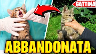 ABBIAMO SALVATO una GATTINA ABBANDONATA per STRADA ! 💔