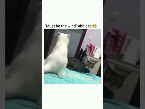 CAT takes slap from HUMAN FOOT, Doesn't know what Hit Him! #funnycatvideos #funnycats #catshorts