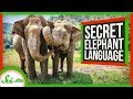 Elephant Communication and Infrasound